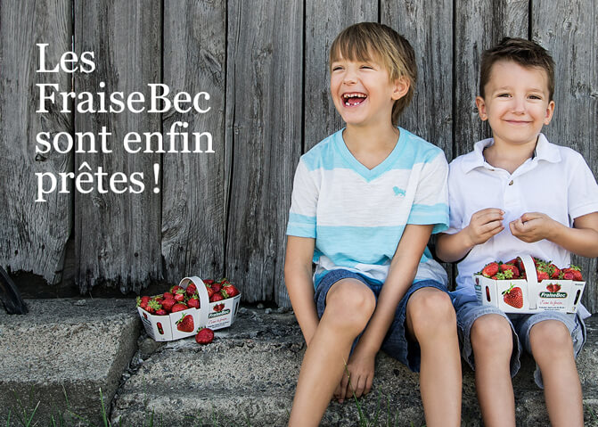 La saison Fraisebec 2017 est commencées.