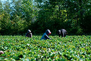 Picking strawberry in the field