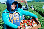 Strawberry picker with a basket