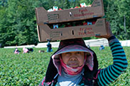 Strawberry picker with a basket