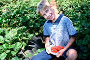 A child picking strawberry