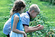 Two children picking strawberries