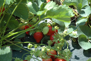 Fraises bientôt prêtes pour la cueillette