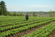 Précieux champs de fraises