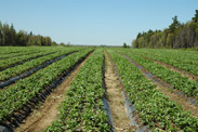 Champs de fraises