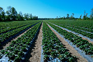 A strawberry field