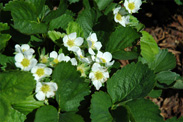 Fleurs blanches du fraisier
